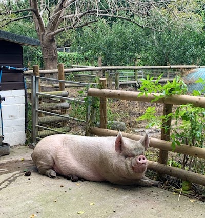 Tamworth Pig